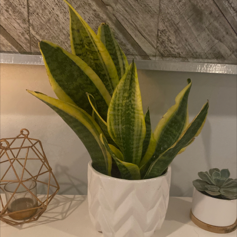 Photo of the plant species Siebold's Plantain Lily by @Morgan.Horowitz named Duke on Greg, the plant care app