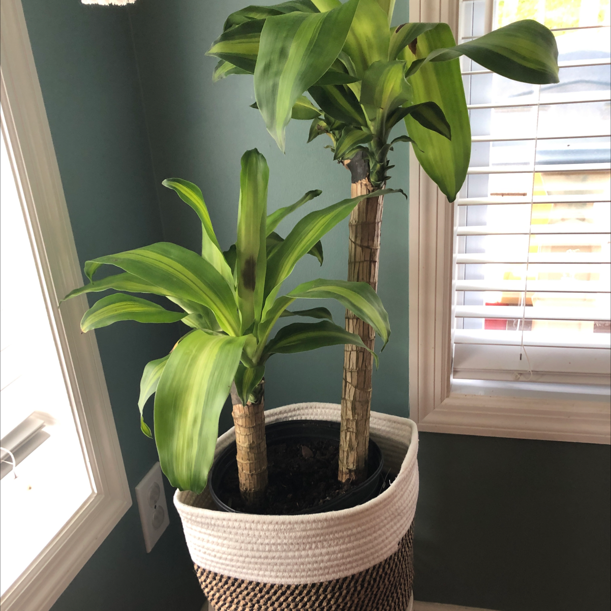 Dracaena Massangeana plant with two stalks in a woven basket pot near a window.