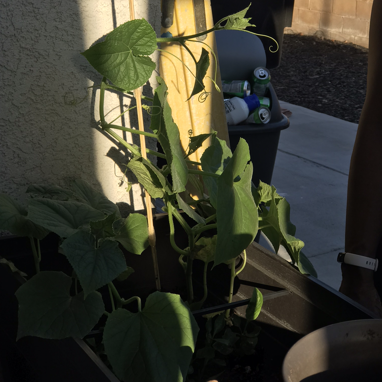Photo of the plant species Cucumber by @baileybastillo named Sproutacus on Greg, the plant care app