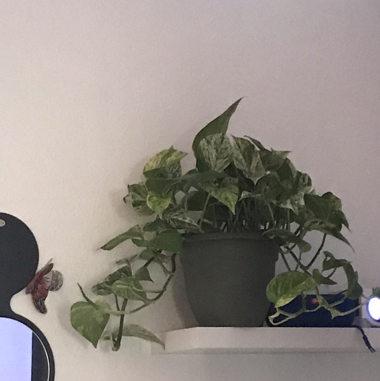 Snow Queen Pothos plant photo by @baileybastillo named sintheya on Greg, the plant care app.