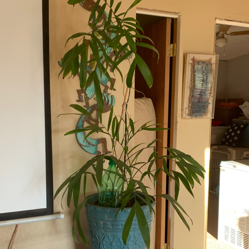 Healthy Bamboo Palm in a blue pot indoors, well-framed and centered.
