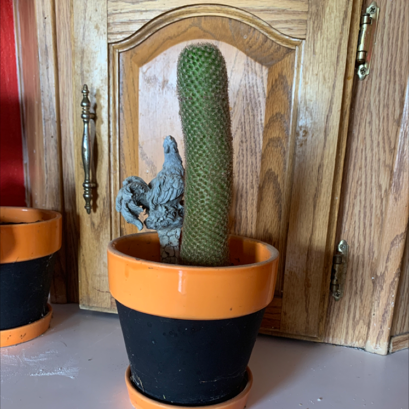Columnar cactus with dense white and green banded spines in an orange pot, inside a wooden cabinet.