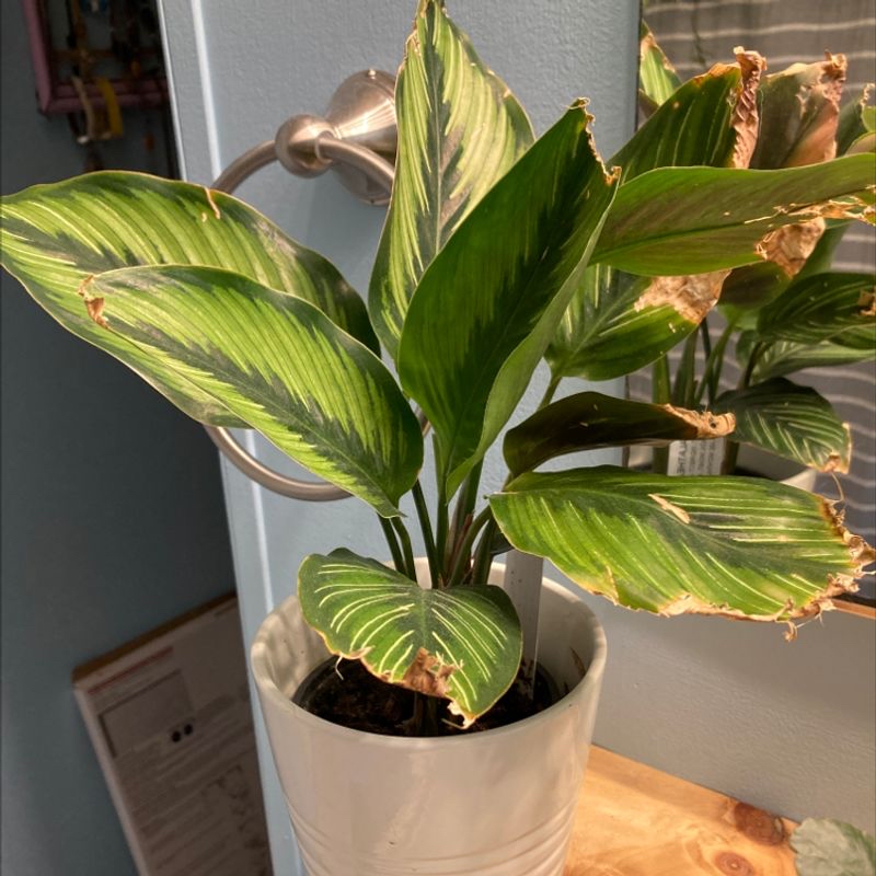 Healthy variegated Canna Lily plant with elongated green and yellow striped leaves in a white pot, no signs of disease or damage.