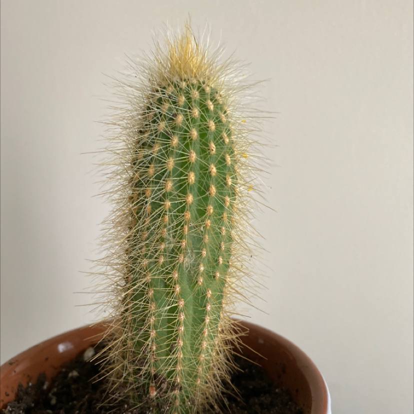 Silver Torch Cactus in a pot with visible soil, well-framed and in focus.