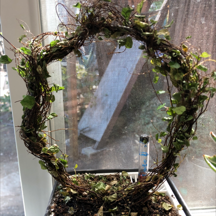 Photo of the plant species Maidenhair Vine by @annsmby named štïçk on Greg, the plant care app