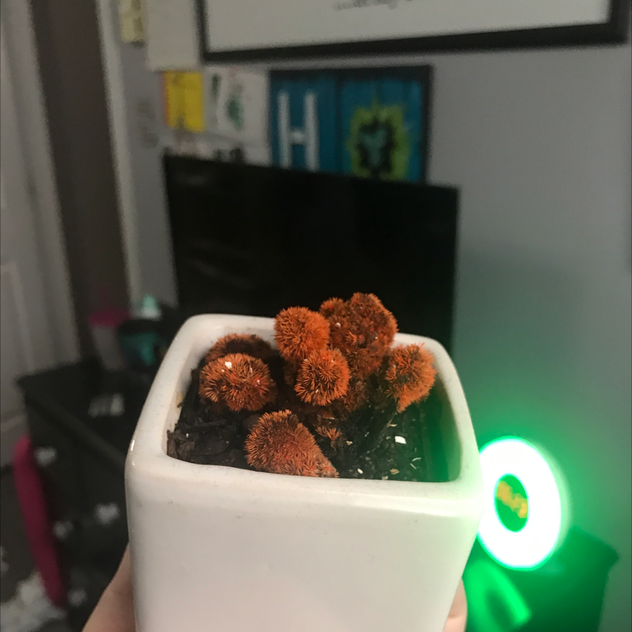 Close-up of small orange-brown Cockscomb flowers in a white ceramic pot, held up by a hand indoors.