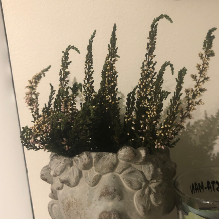 Photo of the plant species Heather by Kennedy named lilly on Greg, the plant care app