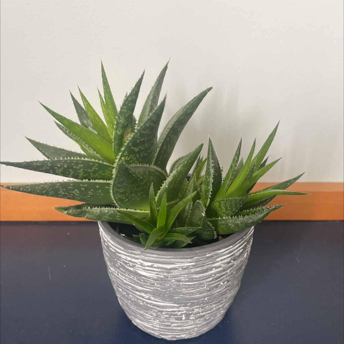 Broad-Leaved Aloe plant in a textured pot, appearing healthy with vibrant green leaves.
