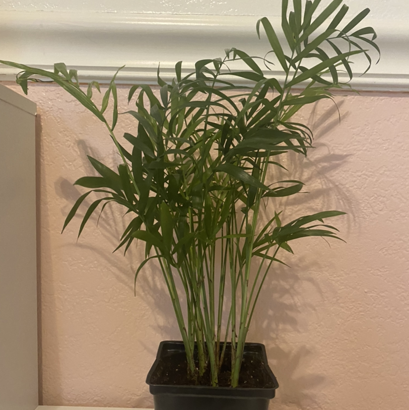 A healthy young parlour palm plant with slender green fronds in a black plastic pot on a beige surface.