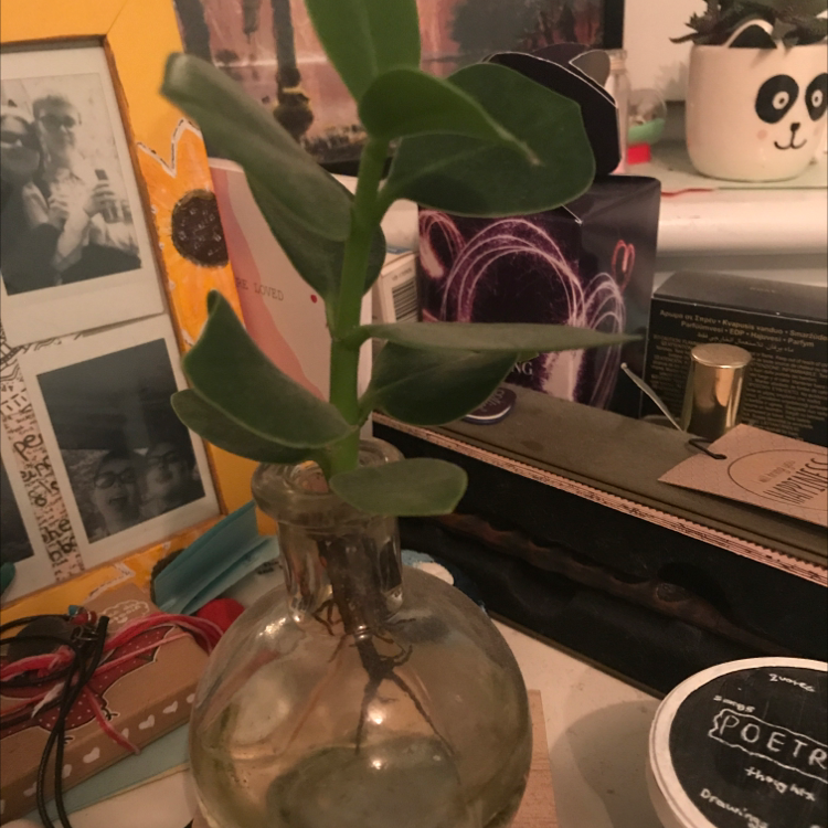 Dwarf Clusia plant in a glass container with water, surrounded by various objects.