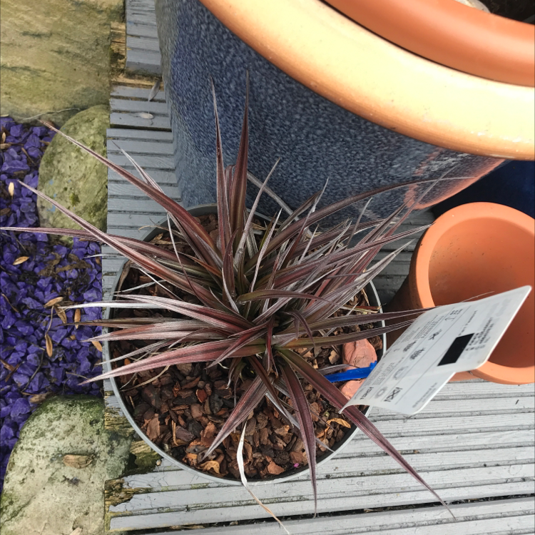 Red Mountain Astelia plant photo by @sunshine_boi named crowley on Greg, the plant care app.