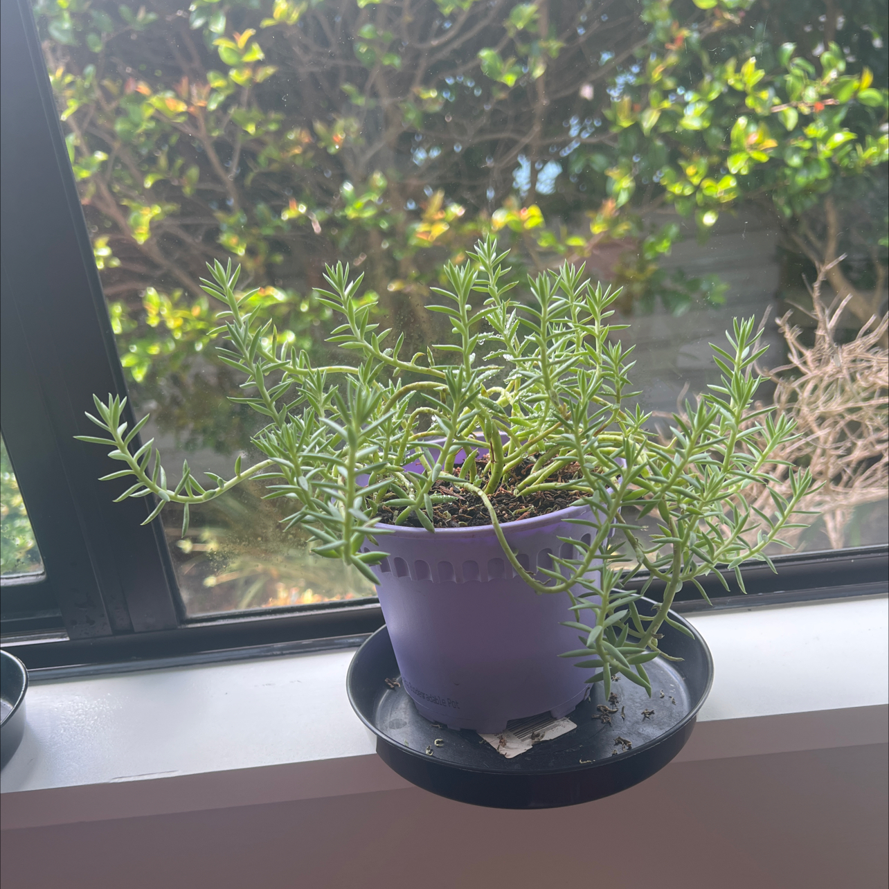 Pale Stonecrop plant in a purple pot on a windowsill with greenery outside.