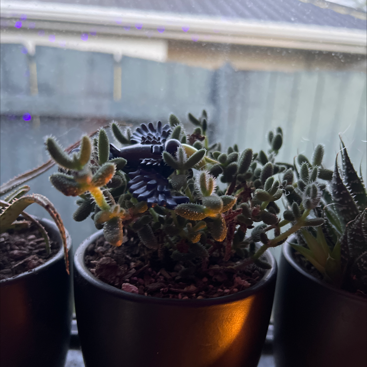 Pickle Plant in a pot on a windowsill, healthy with visible soil.
