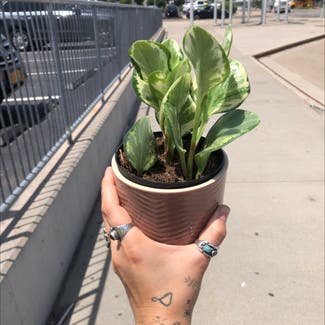 Baby Rubber Plant plant in New York, New York