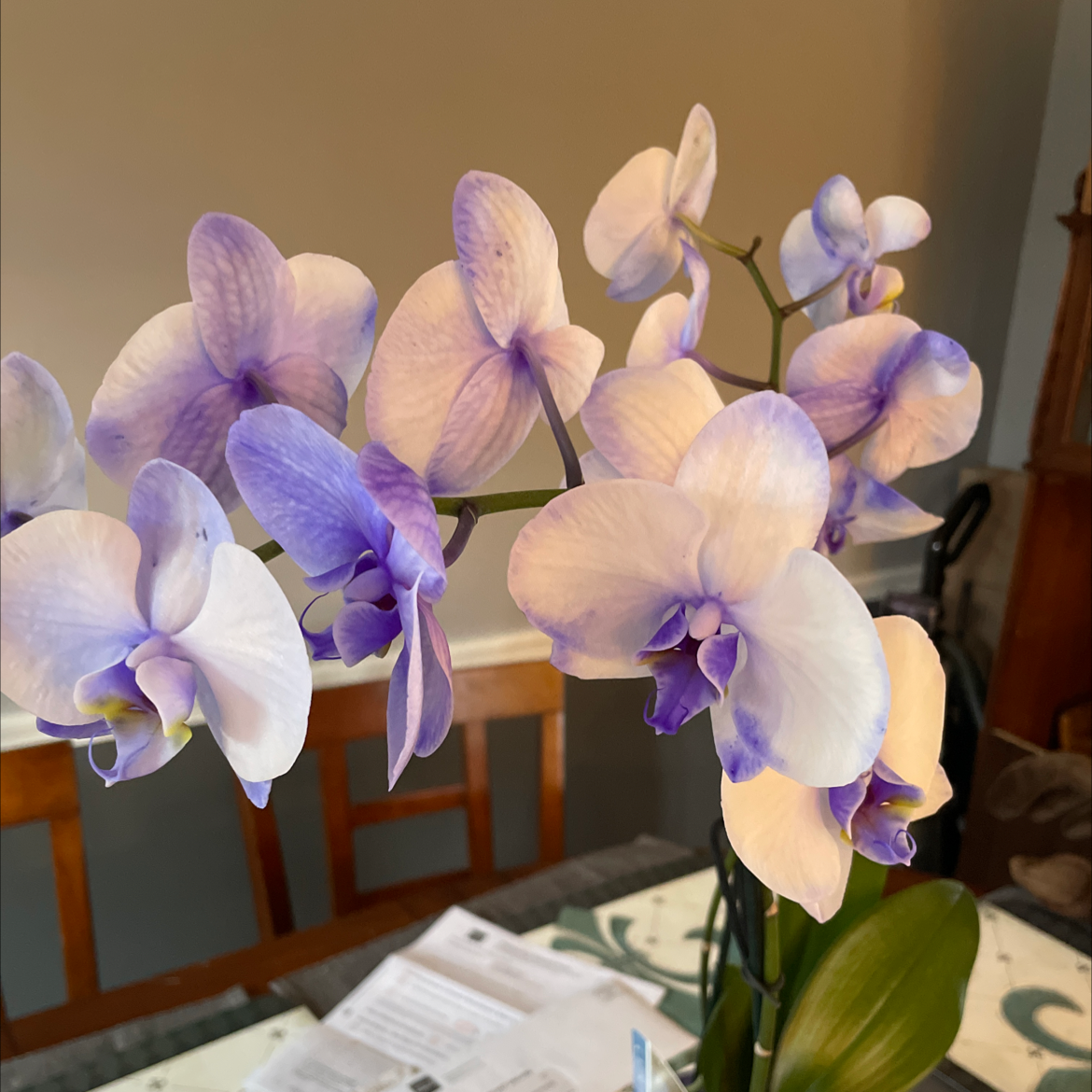 Moon Orchid plant photo by @Ssphinx named Xena on Greg, the plant care app.