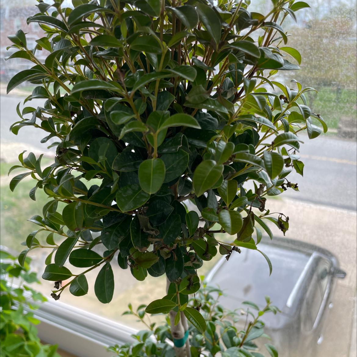 Healthy common boxwood plant in a small pot on an outdoor patio, with dense rounded growth and glossy green leaves.