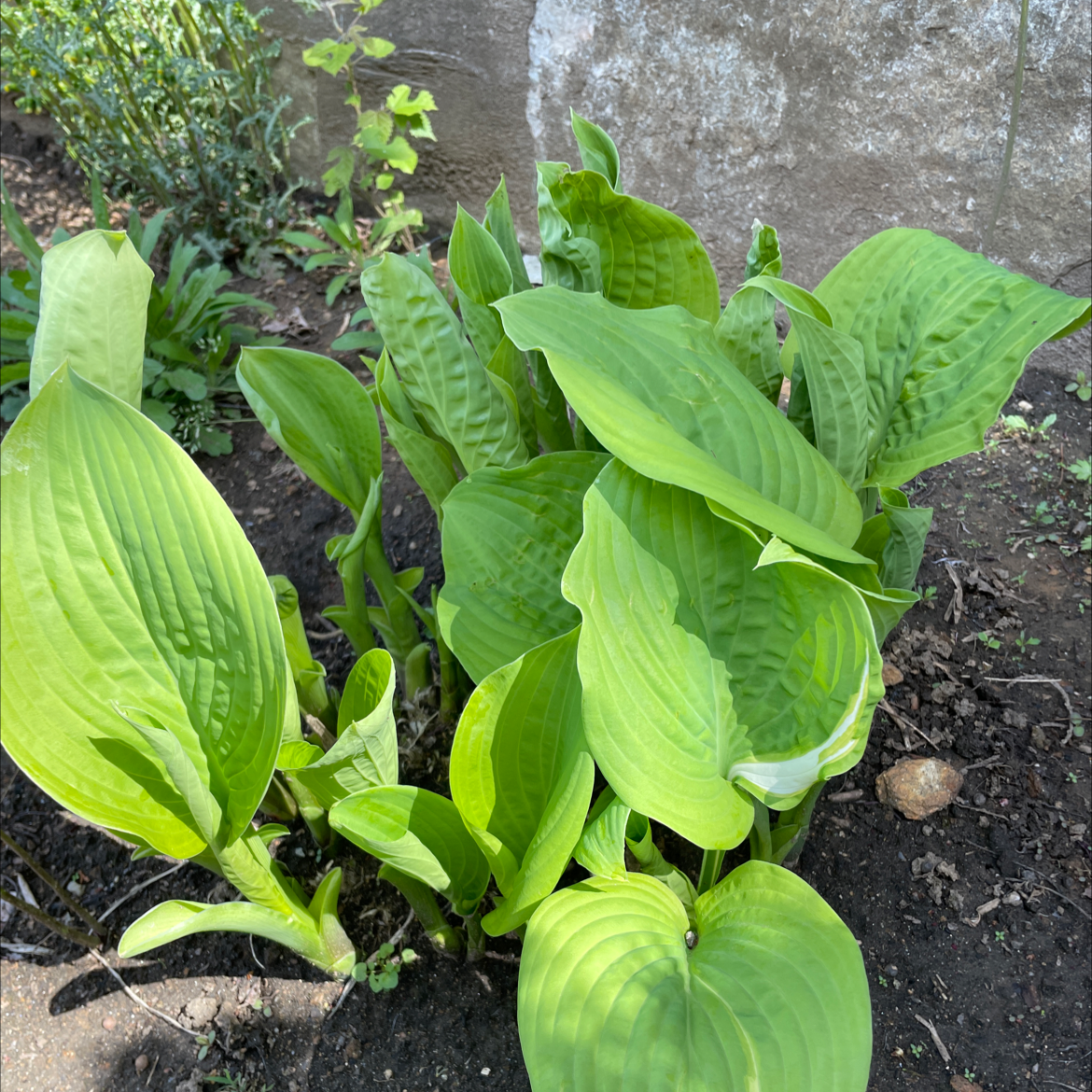 Photo of the plant species Siebold's Plantain Lily by @Ssphinx named Gregarious on Greg, the plant care app
