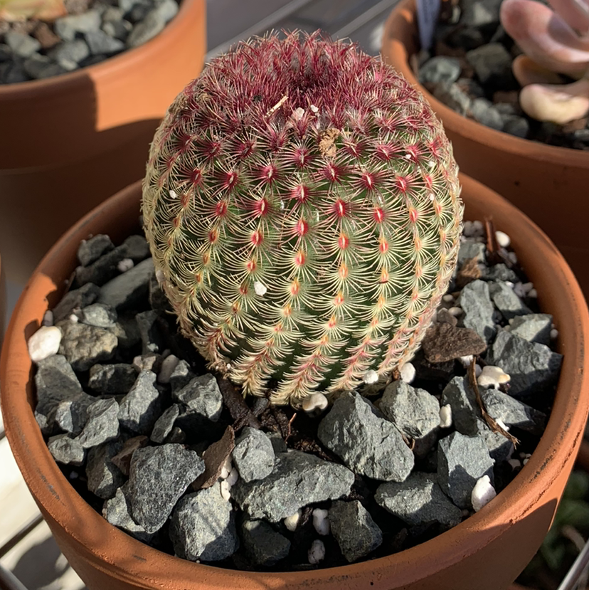 Arizona Rainbow Cactus in a pot with rocky soil, showing a gradient from green to reddish at the top.