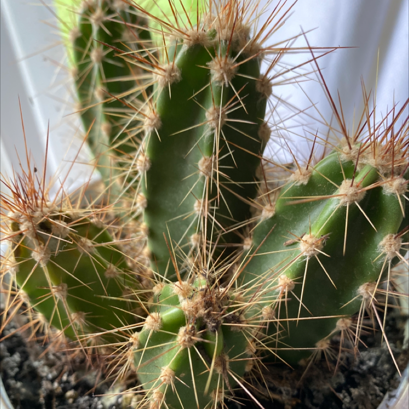 Engelmann's Hedgehog Cactus with multiple healthy stems and visible soil.