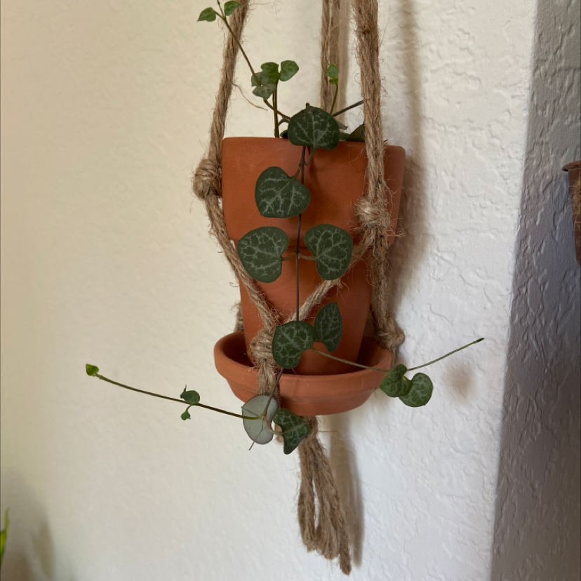 Hanging Chain of Hearts plant with long trailing vines and many heart-shaped green leaves in a terracotta pot.
