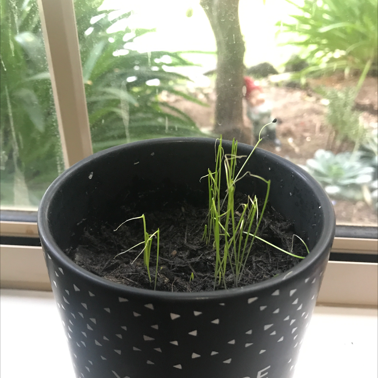 Potted Wild Chives plant with thin green shoots on a windowsill.