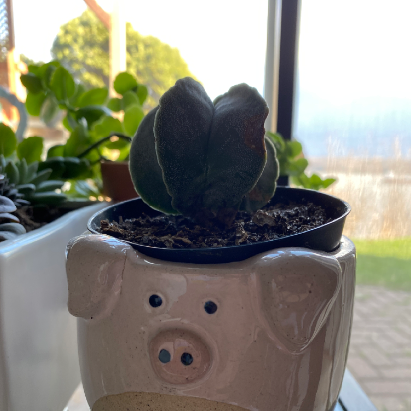Sonora Barrel plant in a pig-shaped pot with visible soil, well-framed and in focus.