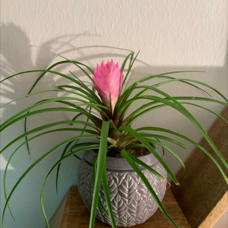 Pink Quill Plant (Tillandsia cyanea) in a decorative pot with vibrant green leaves and a pink bract.