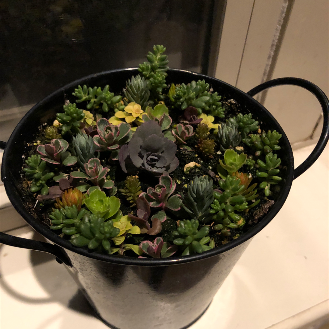 Potted arrangement of various succulents, including Palmer's Sedum, in a black container.