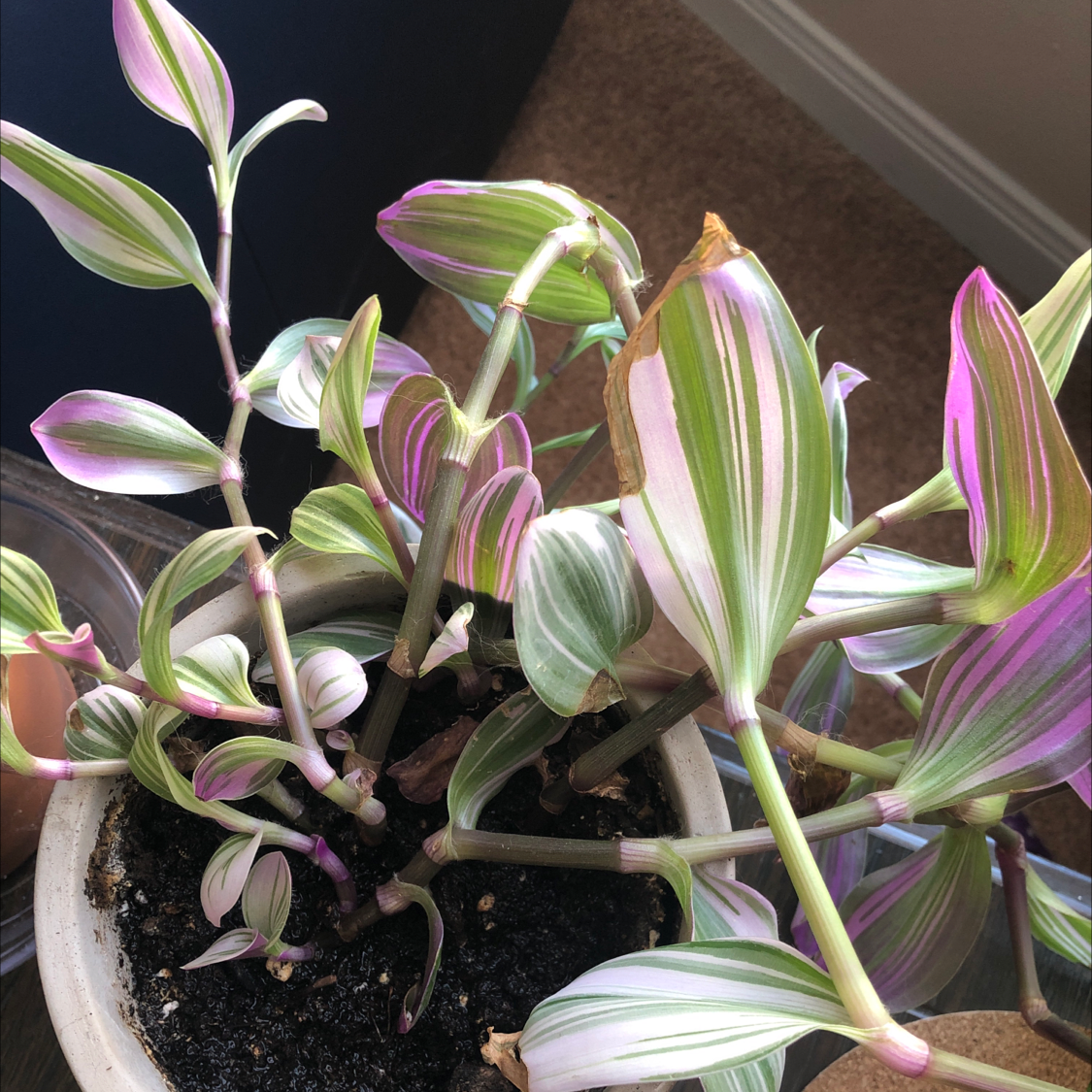 Small-leaf spiderwort plant with striped pink and green foliage growing in a white ceramic pot, appearing healthy and vibrant.
