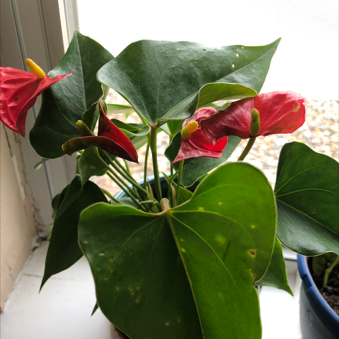 Healthy Anthurium andraeanum plant with glossy green heart-shaped leaves and bright red spathes, thriving with no signs of disease.