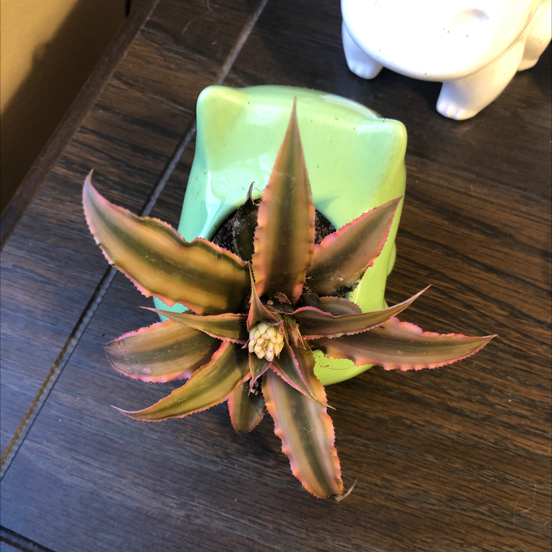 Earth Stars plant in a green pot with pink-edged leaves and a central flower bud.