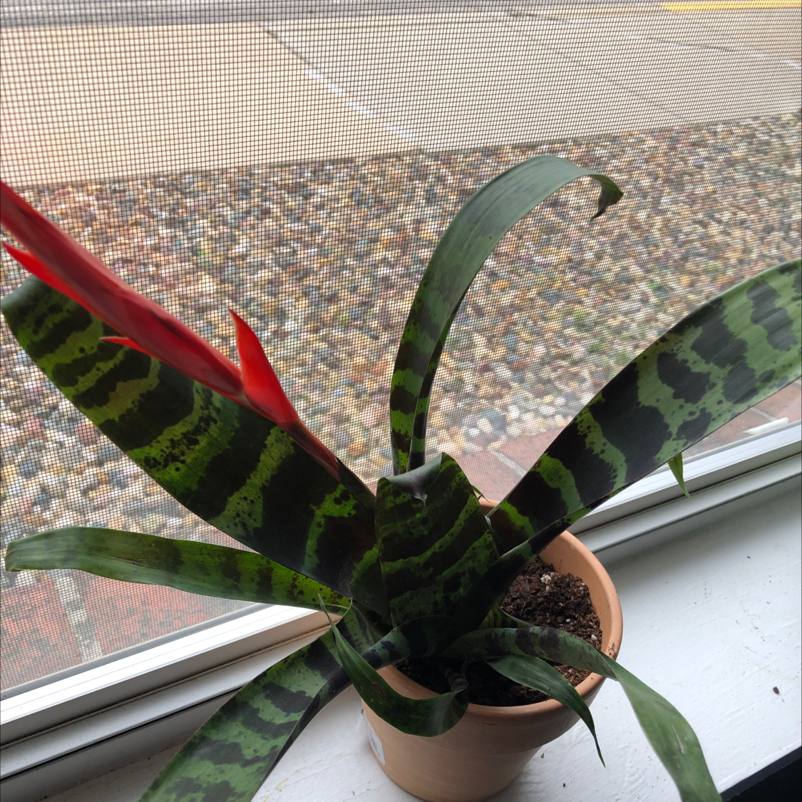 Flaming Sword Bromeliad with red inflorescence and green leaves in a pot by a window.