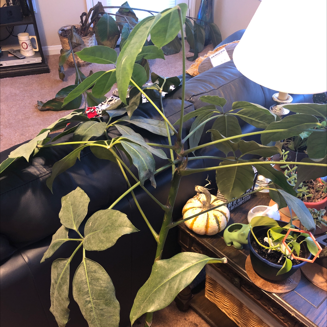 Healthy, large umbrella tree houseplant with some yellowing leaves, decorated with fall gourds at the base.