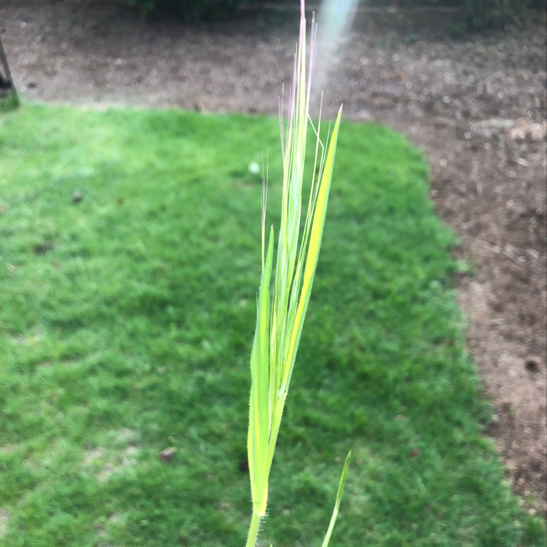 Photo of the plant species Great Brome by Rebecca named Your plant on Greg, the plant care app