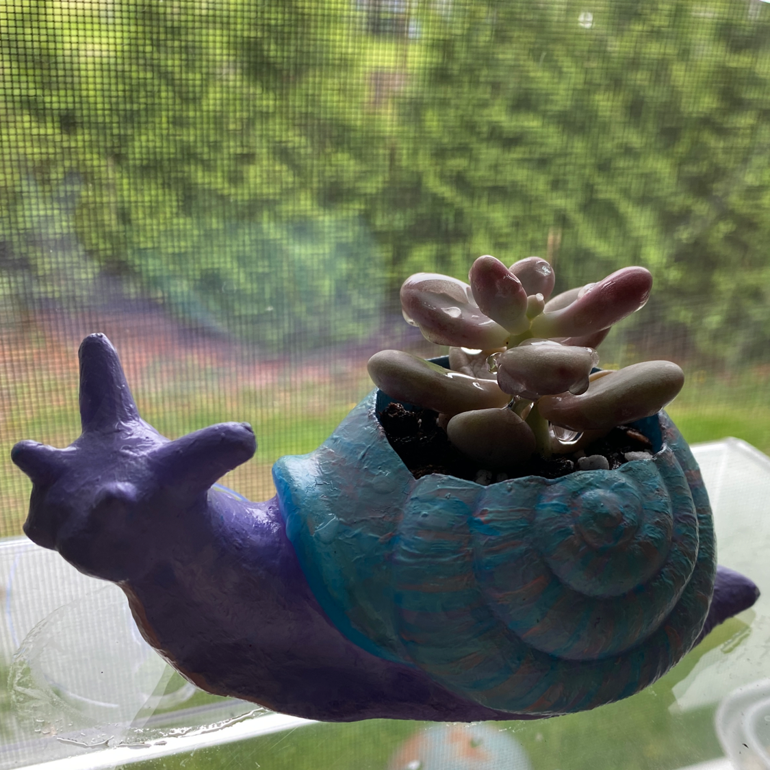 Pink Moonstones succulent in a snail-shaped pot with a green outdoor background.