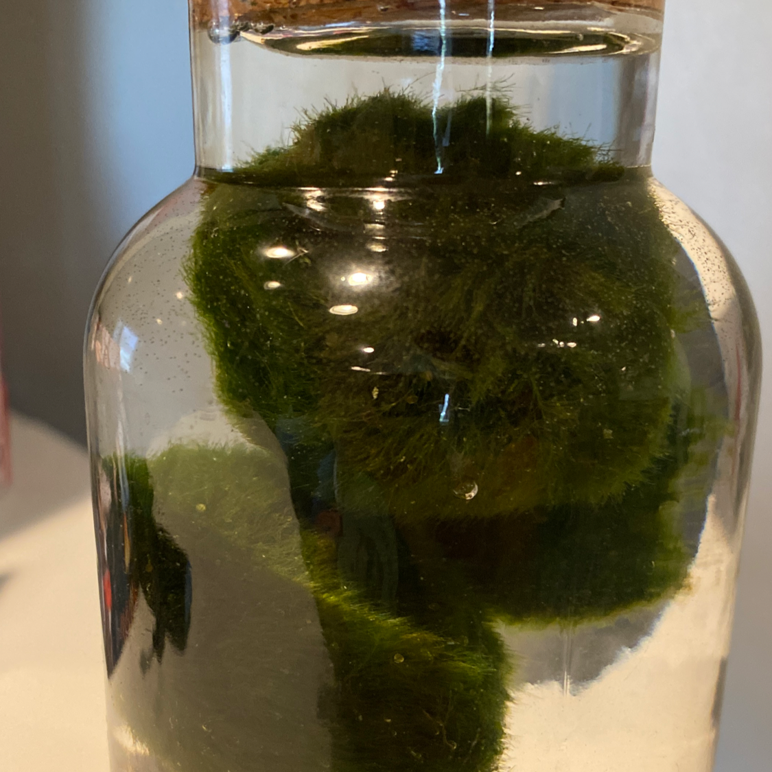 Marimo moss ball submerged in water within a glass container.