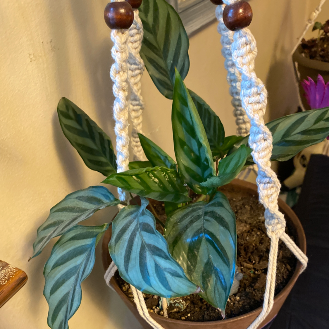 Calathea 'Freddie' plant in a hanging pot with healthy green and light green striped leaves.