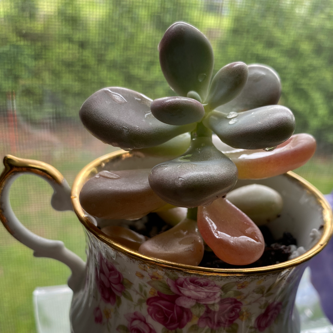 Pink Moonstones succulent in a decorative teacup, healthy with plump leaves.