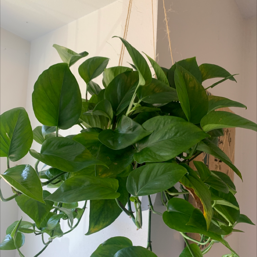 Taro Vine plant photo by @teagan_o_phelps named Ruben on Greg, the plant care app.