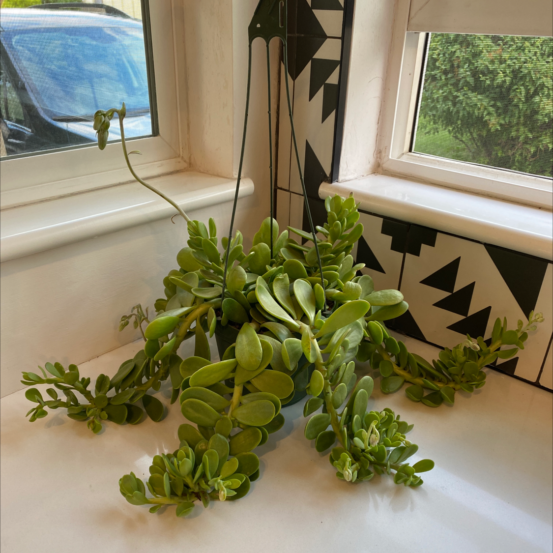Photo of the plant species Trailing Jade by @lizzskii named Jane on Greg, the plant care app