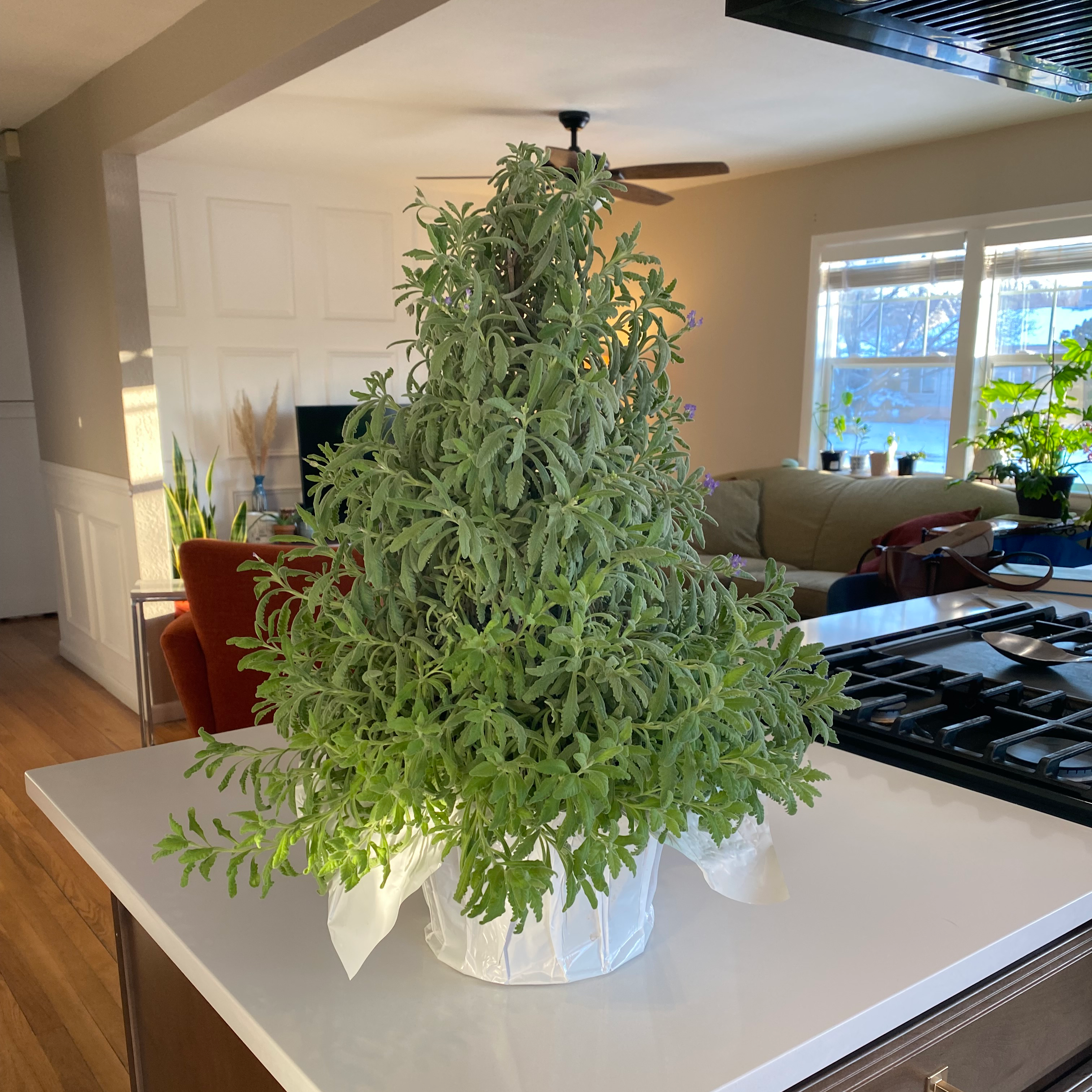 Healthy French Lavender plant on a kitchen counter with dense foliage.