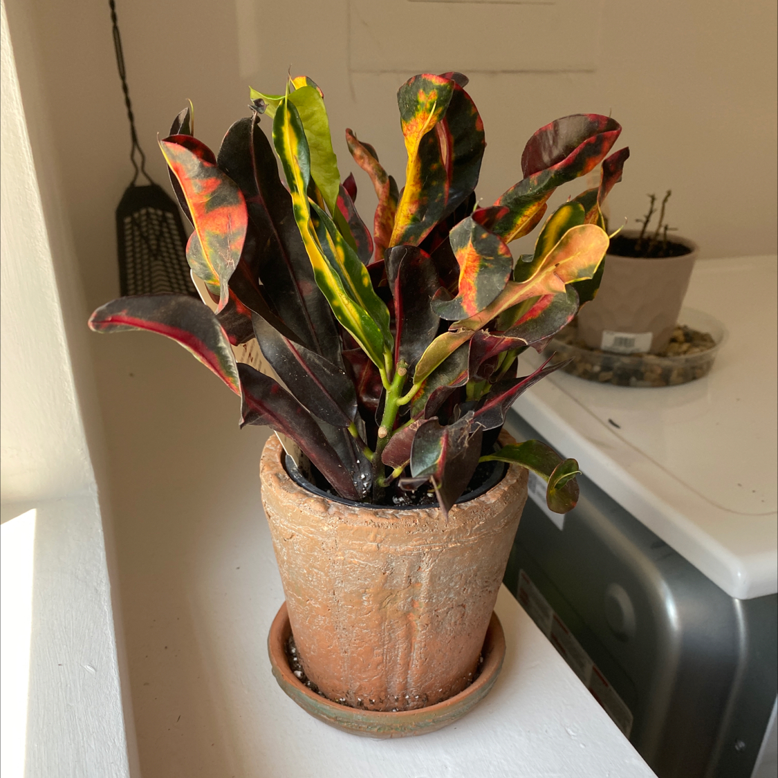 Croton Mammy plant in a terracotta pot with vibrant, multi-colored leaves.