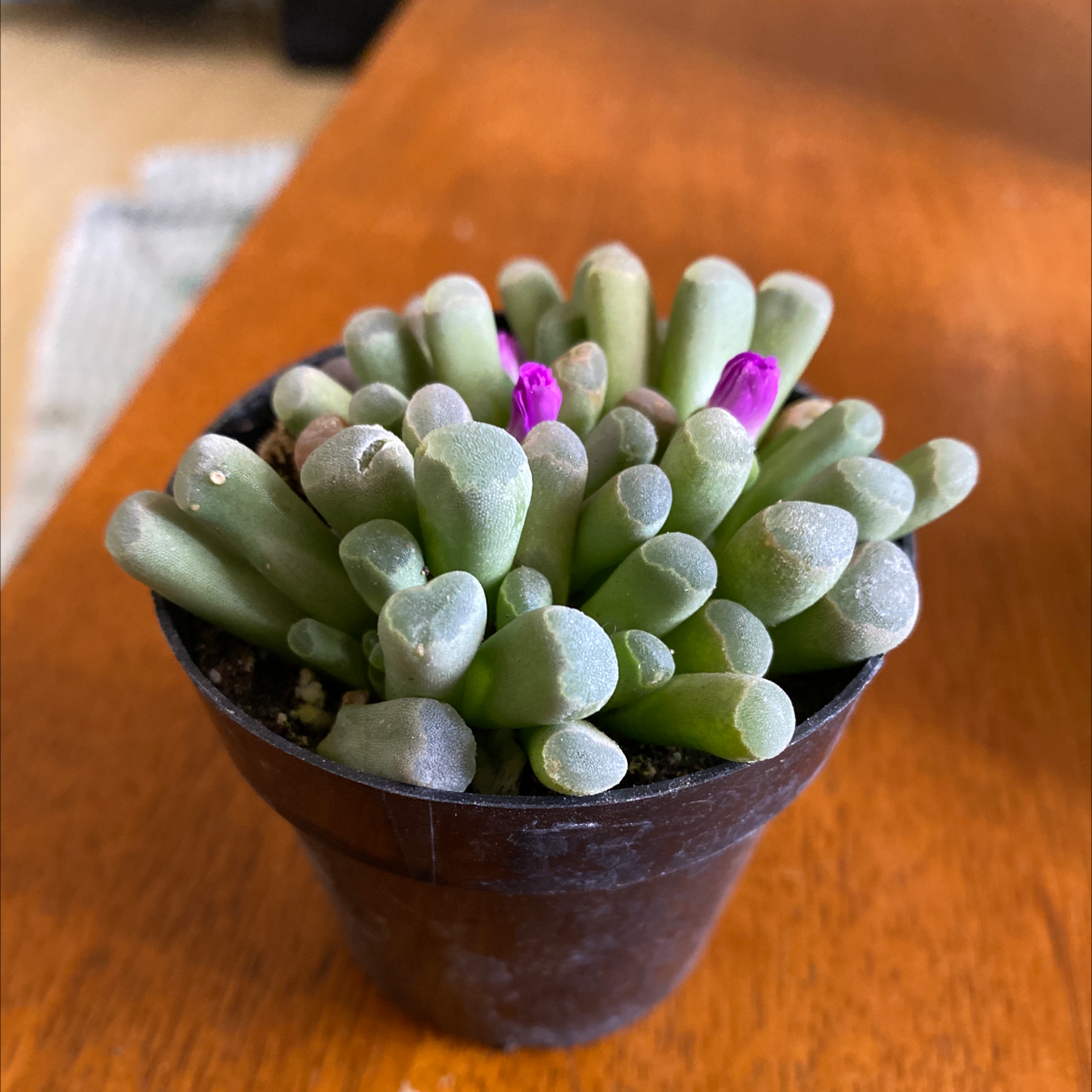 Potted Baby Toes succulent with a few flowers, healthy appearance.