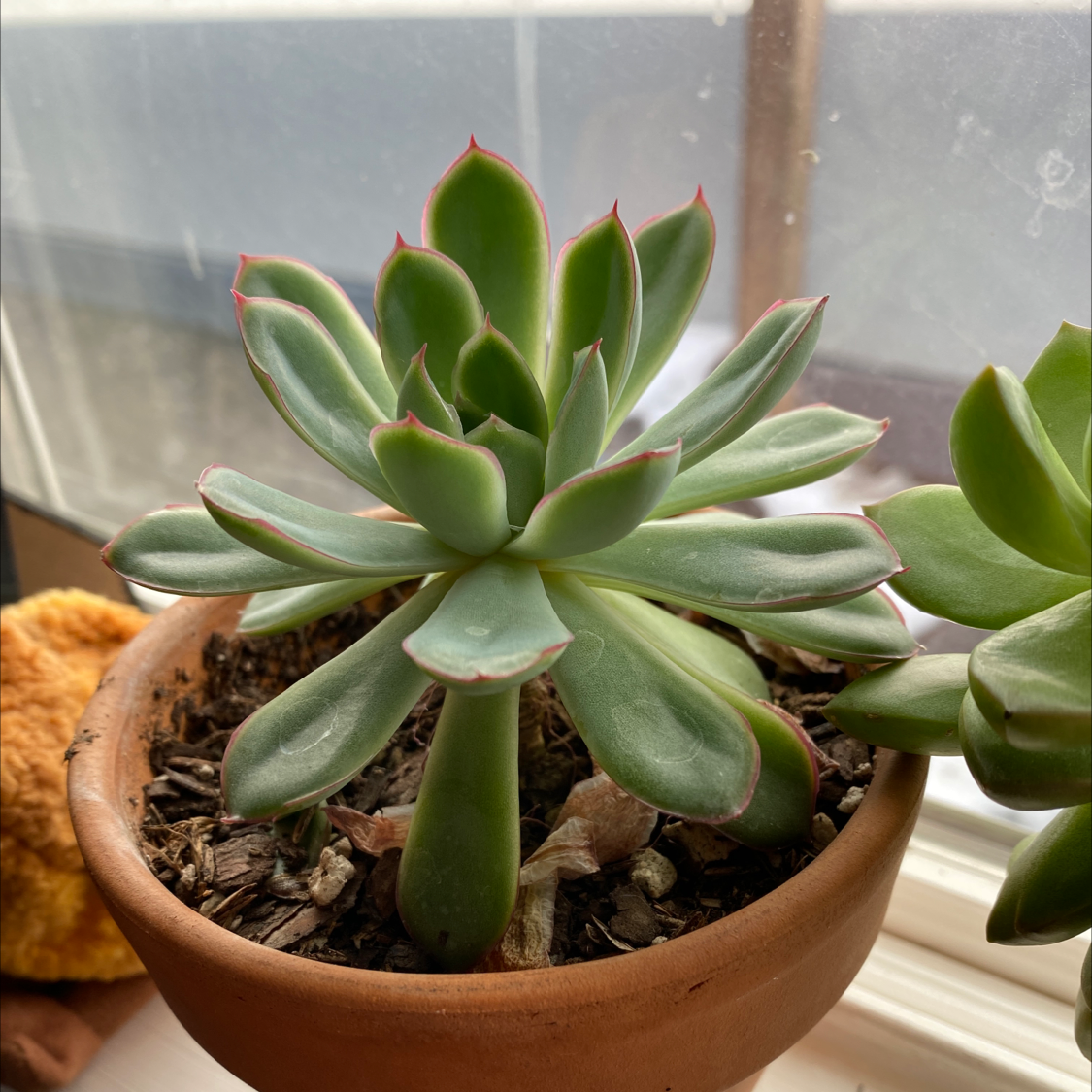 Photo of the plant species Echeveria pulidonis by @lizzskii named Walt on Greg, the plant care app