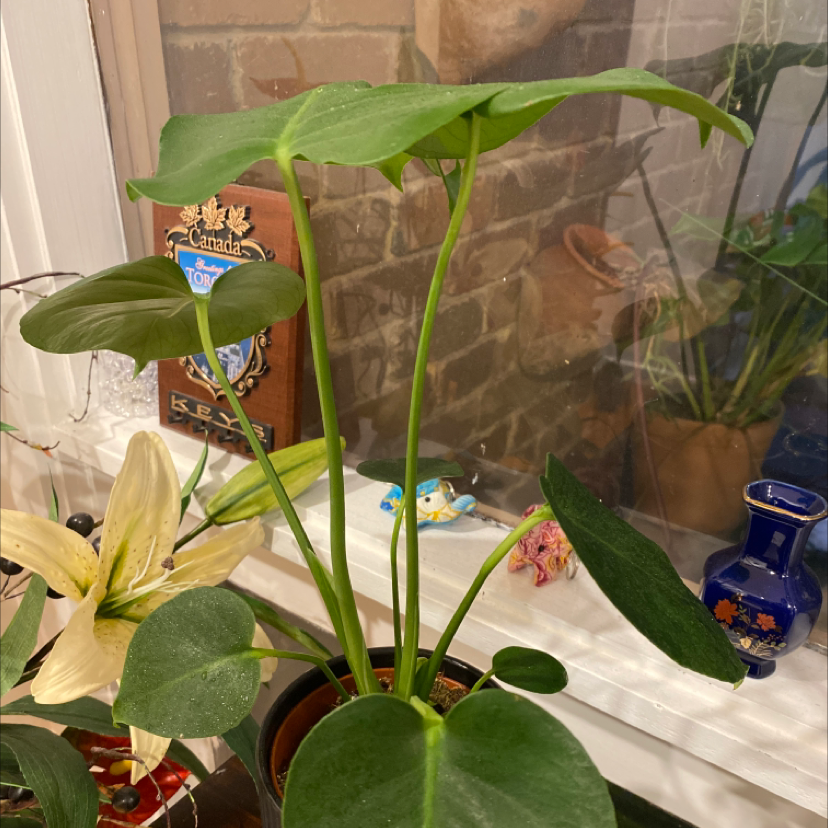 Monstera plant photo by Anji named marlie on Greg, the plant care app.