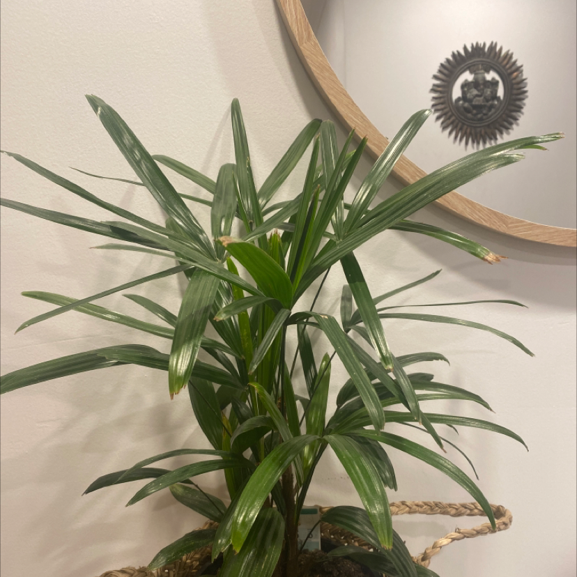 Healthy Rhapis palm in hanging basket with dark green leaves, no discoloration or disease, decorative metal wall art behind plant.