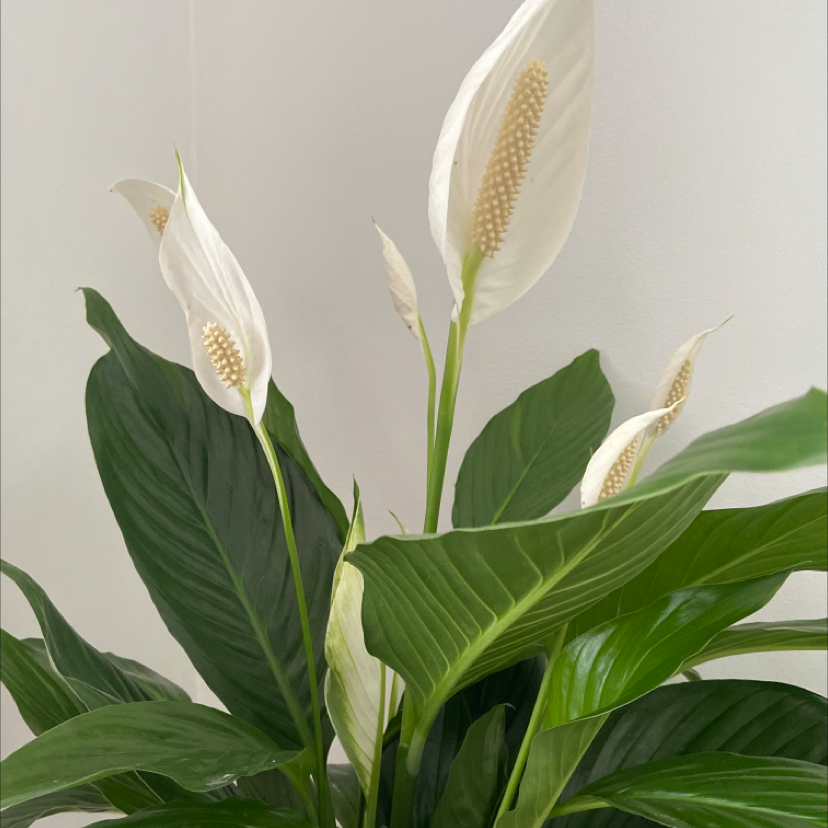 Photo of the plant species Peace Lily by @ShurvyPants303 named Angel on Greg, the plant care app