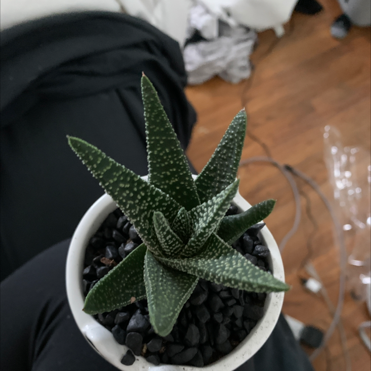 Bredasdorp Gasteria plant in a white pot with black pebbles, showing thick green leaves with white spots.