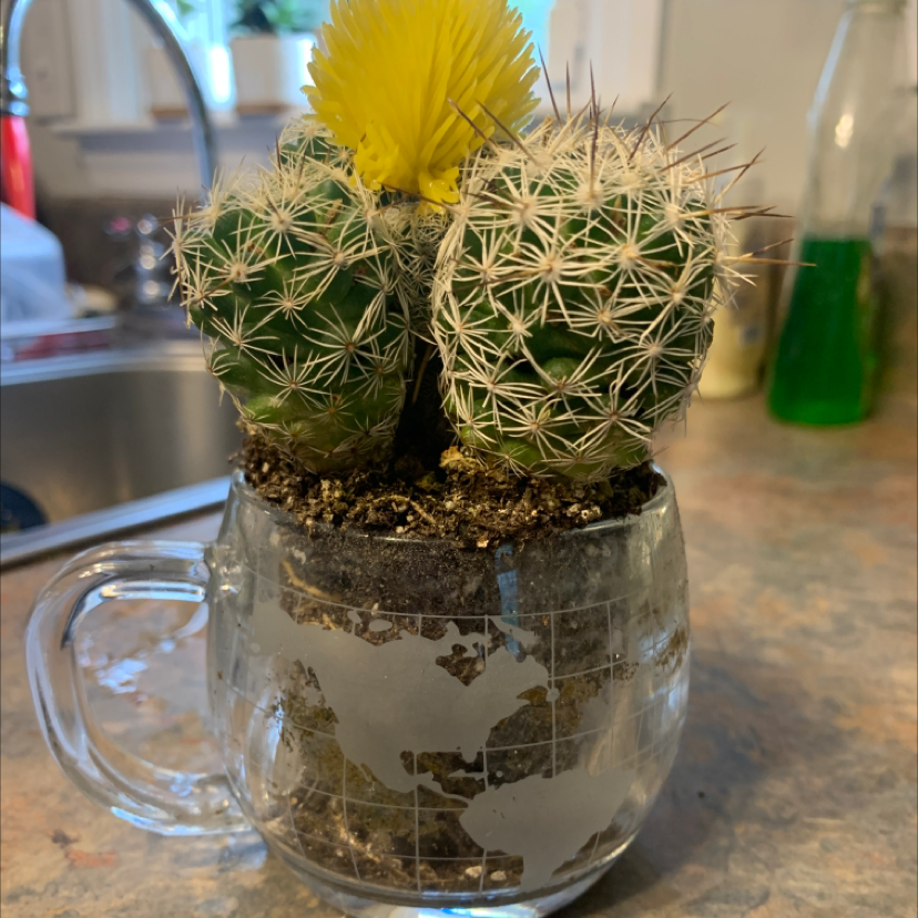 Missouri Foxtail Cactus in a glass container with soil, featuring a yellow flower.