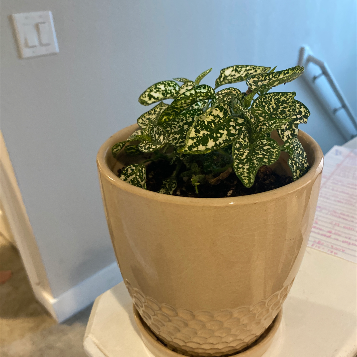 A small, healthy Polka Dot plant with mottled green and white leaves in a textured ceramic pot, well-framed on a patterned surface.